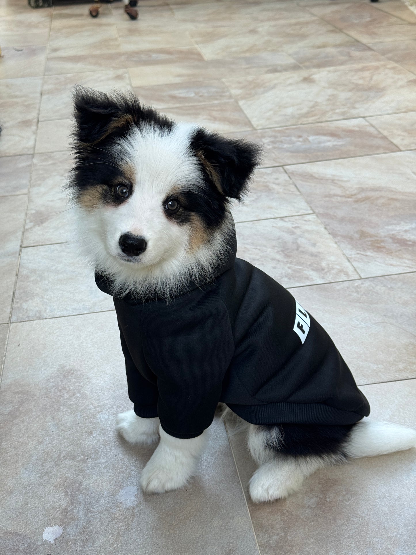 【FlatOut】Flat Out「狗狗衫」黑色寵物連帽衛衣