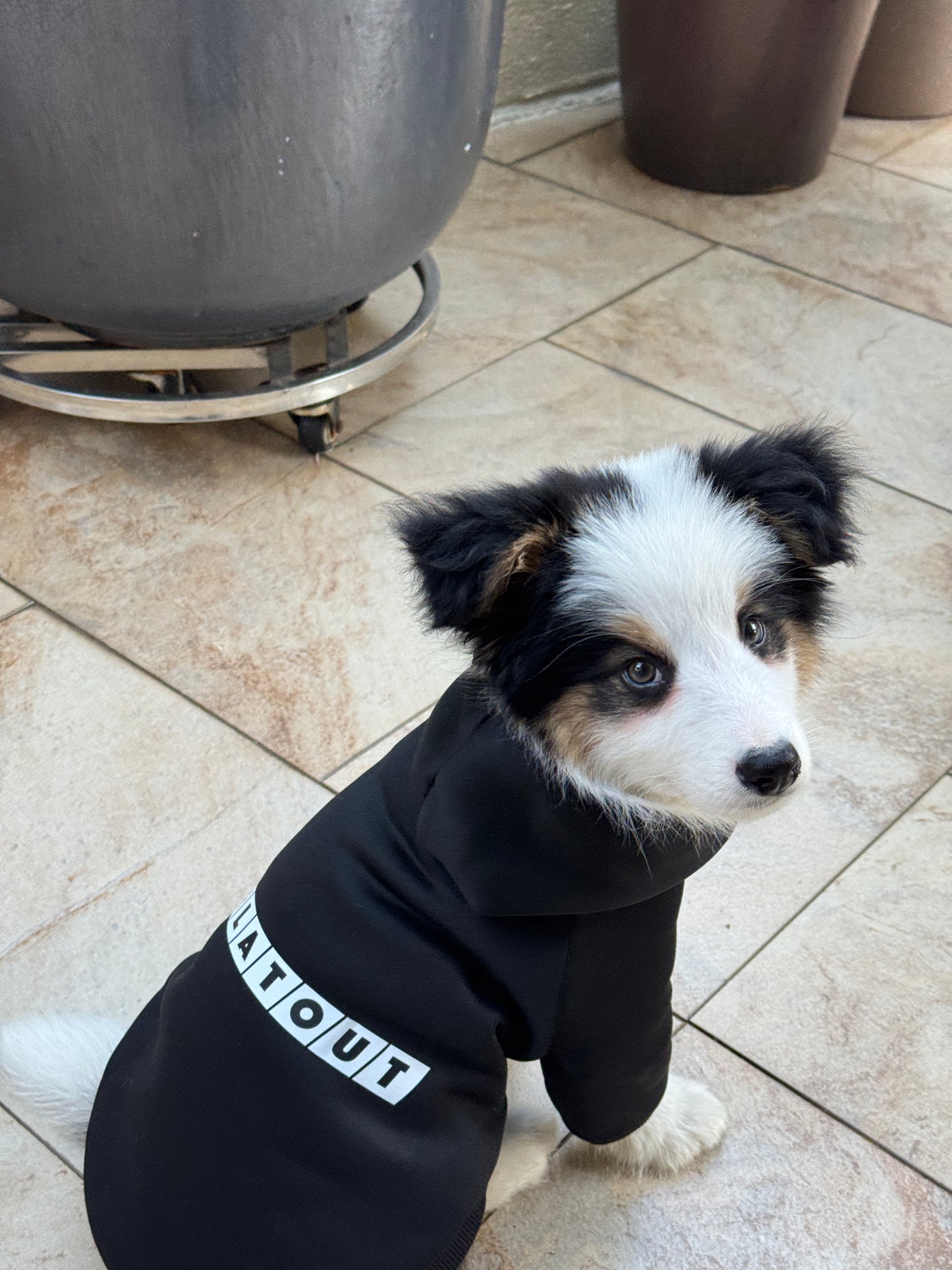 【FlatOut】Flat Out「狗狗衫」黑色寵物連帽衛衣